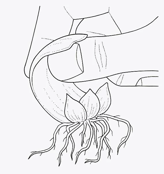 Black and white illustration showing fingers removing lily scale from bulb
