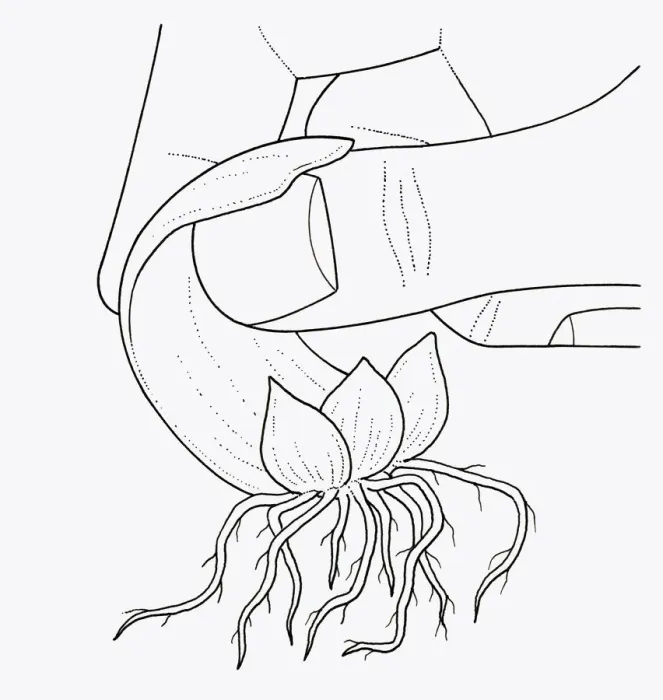 Framed Print : Black and white illustration showing fingers removing lily scale from bulb Framed Print : Black and white illustration showing fingers removing lily scale from bulb