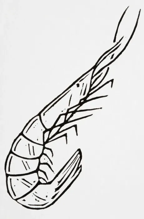 Framed Print : Black and white illustration of a shrimp
