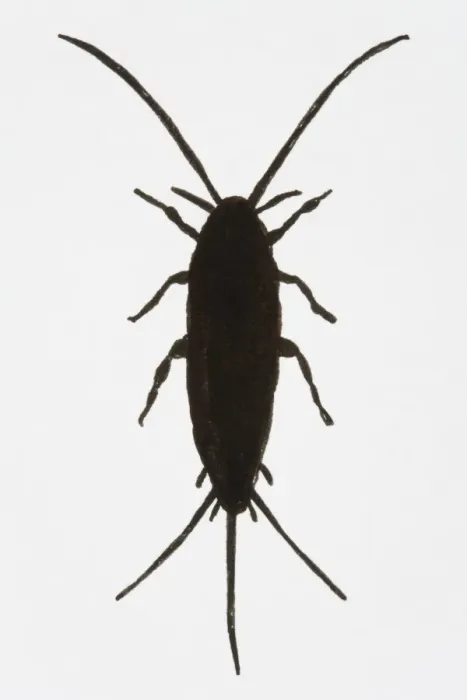 Framed Print : Black and white illustration of Silverfish (Lepisma saccharina)