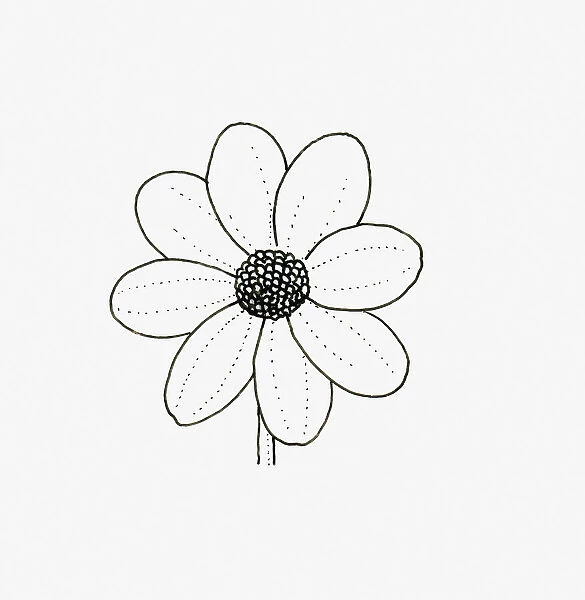 Black and white illustration of single flowerhead form Dahlia