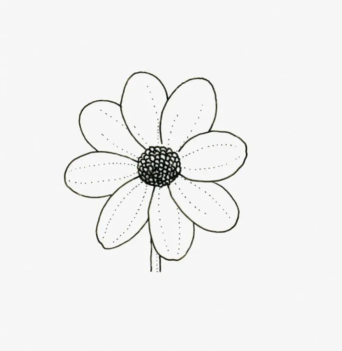 Framed Print : Black and white illustration of single flowerhead form Dahlia Framed Print : Black and white illustration of single flowerhead form Dahlia