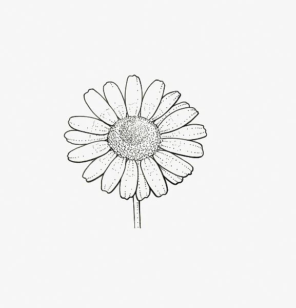 Black and White Illustration of single form Chrysanthemum flower head