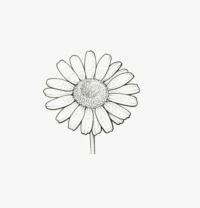 Framed Print : Black and White Illustration of single form Chrysanthemum flower head