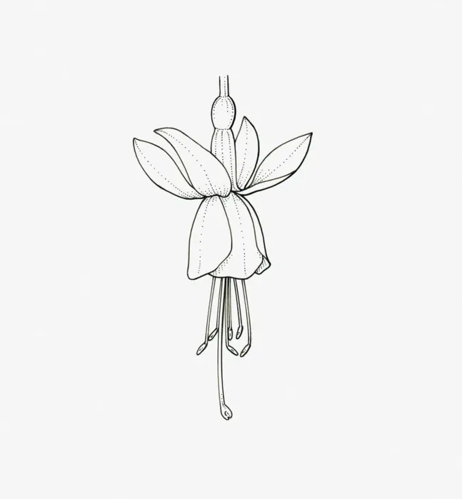 Framed Print : Black and White Illustration of single form Fuchsia flower head Framed Print : Black and White Illustration of single form Fuchsia flower head