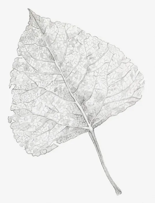 Framed Print : Black and white illustration of a skeletonized leaf, exposing the leaf veins Framed Print : Black and white illustration of a skeletonized leaf, exposing the leaf veins