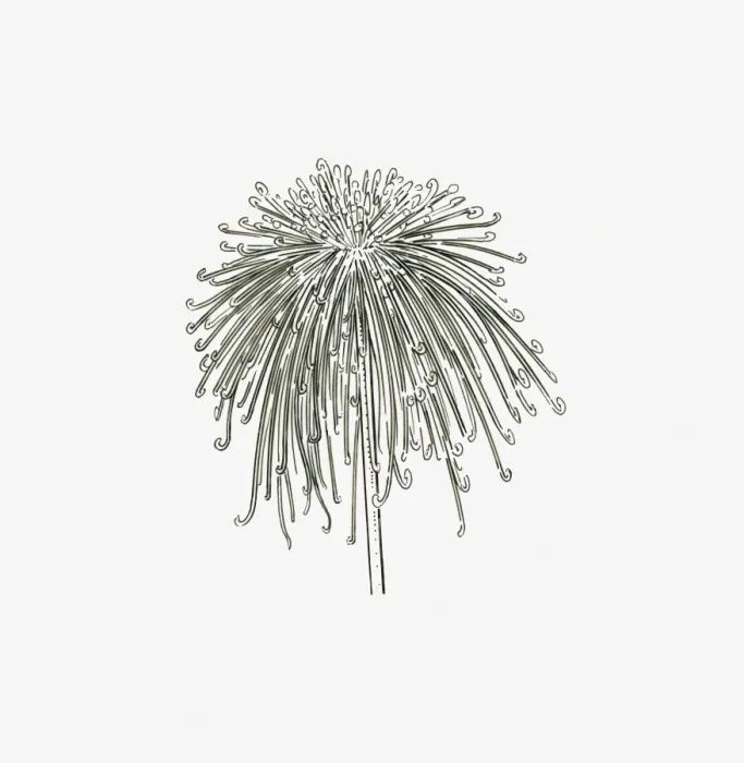 Framed Print : Black and White Illustration of spider-form Chrysanthemum flower head Framed Print : Black and White Illustration of spider-form Chrysanthemum flower head