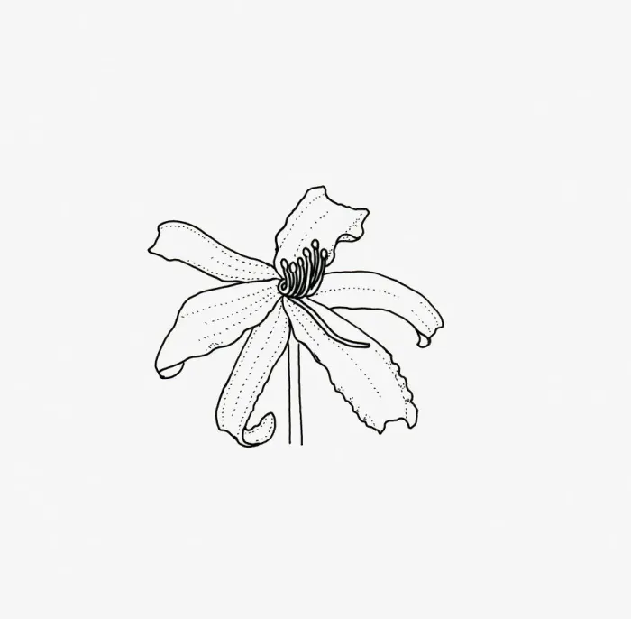 Framed Print : Black and White Illustration of spider-like Hemerocallis flower head Framed Print : Black and White Illustration of spider-like Hemerocallis flower head