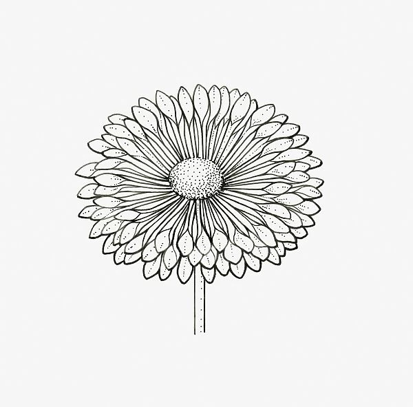 Black and White Illustration of spoon-shaped Chrysanthemum flower head
