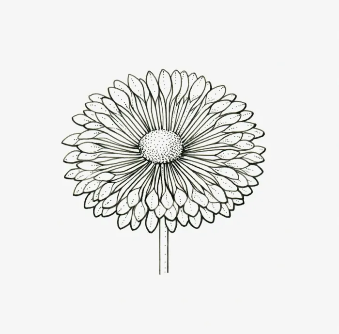 Framed Print : Black and White Illustration of spoon-shaped Chrysanthemum flower head Framed Print : Black and White Illustration of spoon-shaped Chrysanthemum flower head
