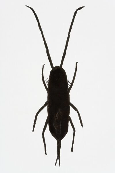 Black and white illustration of Springtail (Collembola)