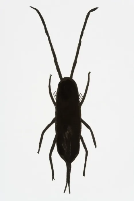 Framed Print : Black and white illustration of Springtail (Collembola) Framed Print : Black and white illustration of Springtail (Collembola)