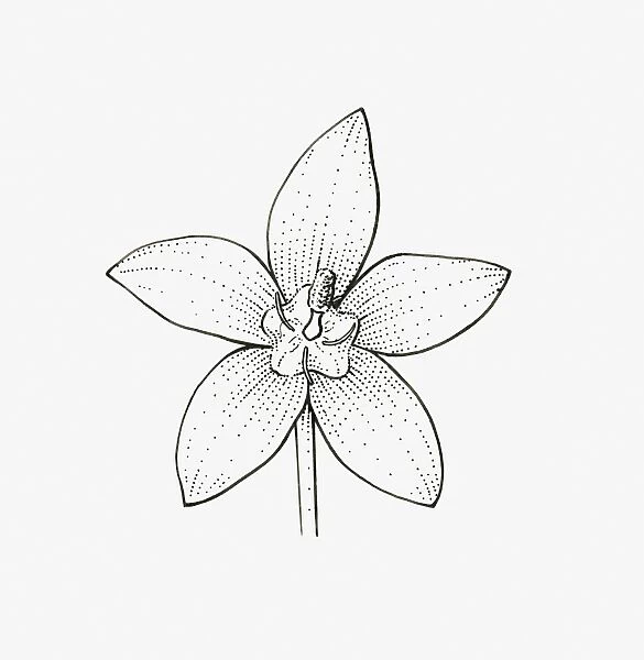 Black and white illustration of star-shaped Campanula flower head