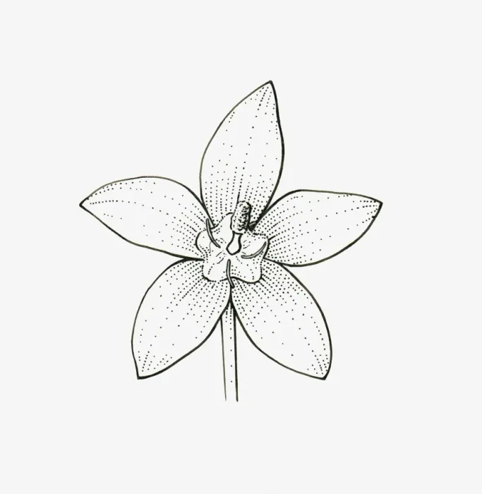 Framed Print : Black and white illustration of star-shaped Campanula flower head Framed Print : Black and white illustration of star-shaped Campanula flower head