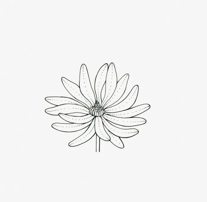 Framed Print : Black and white illustration of star-shaped Magnolia flower head Framed Print : Black and white illustration of star-shaped Magnolia flower head