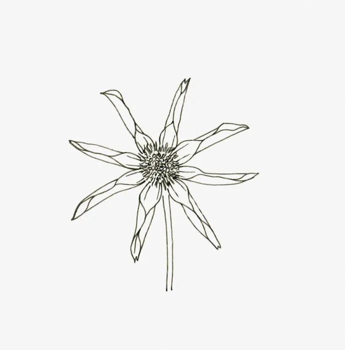 Framed Print : Black and White Illustration of star or single orchid Dahlia flower head Framed Print : Black and White Illustration of star or single orchid Dahlia flower head