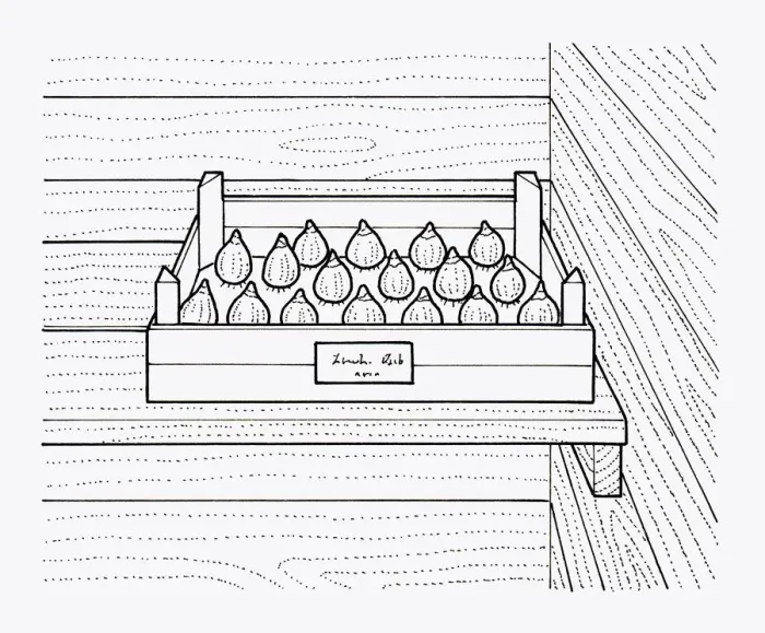 Framed Print : Black and white illustration of storing bulbs in tray inside shed, labelled with date and type of bu Framed Print : Black and white illustration of storing bulbs in tray inside shed, labelled with date and type of bu