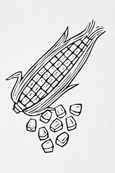 Black and white illustration of sweetcorn