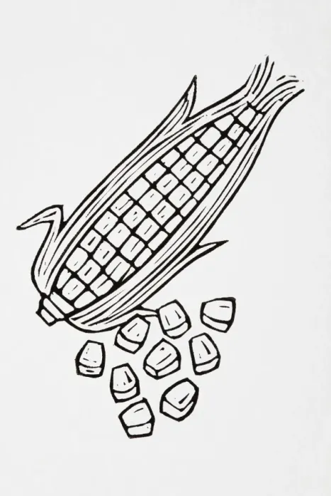 Framed Print : Black and white illustration of sweetcorn Framed Print : Black and white illustration of sweetcorn