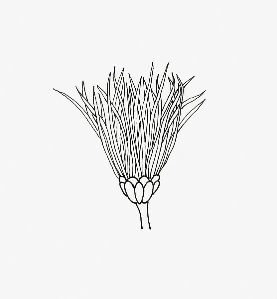 Black and white illustration of thistle Chrysanthemum flower head