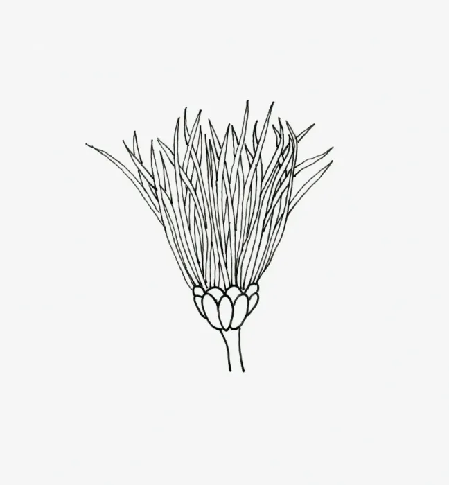 Framed Print : Black and white illustration of thistle Chrysanthemum flower head Framed Print : Black and white illustration of thistle Chrysanthemum flower head