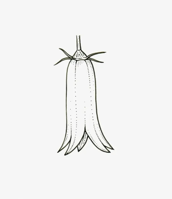 Framed Print : Black and White Illustration of tubular Campanula flower head Framed Print : Black and White Illustration of tubular Campanula flower head
