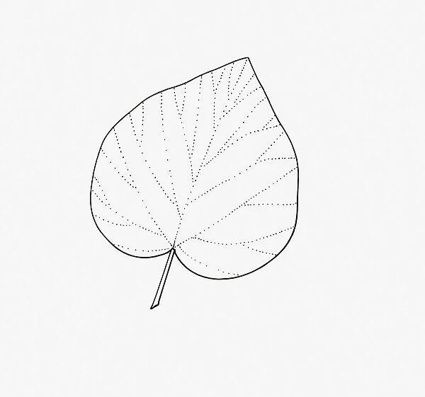 Black and white illustration of unlobed Hedera (Ivy) leaf