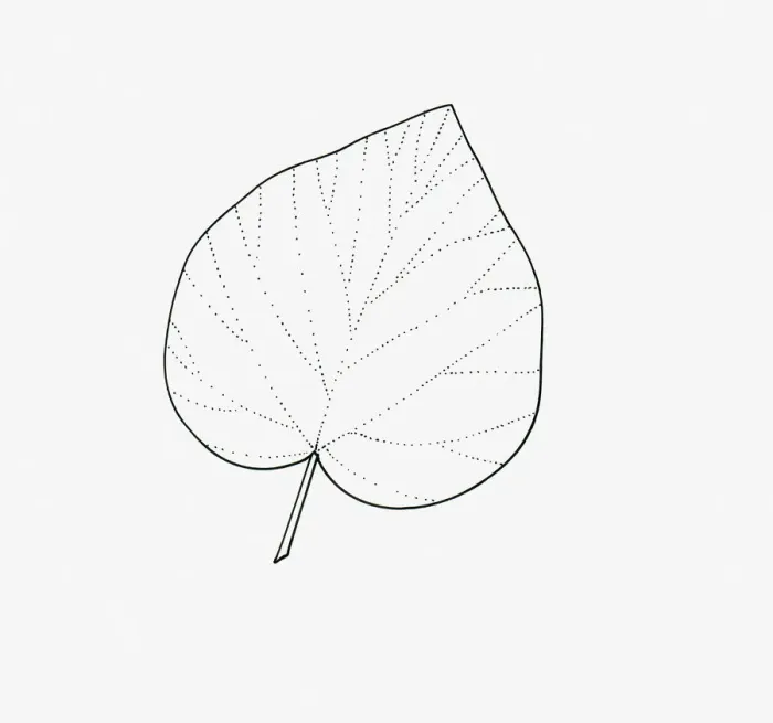 Framed Print : Black and white illustration of unlobed Hedera (Ivy) leaf