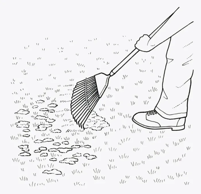 Framed Print : Black and white illustration of using leaf rake to clear moss from lawn Framed Print : Black and white illustration of using leaf rake to clear moss from lawn