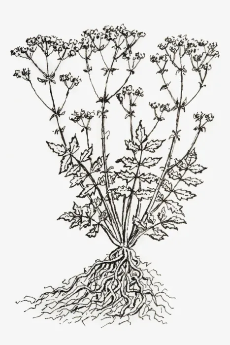 Framed Print : Black and white illustration of Valeriana officinalis (Valerian), plant with leaves and flower on long stems, and tangled roots