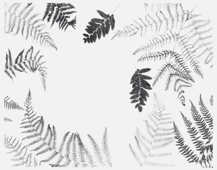 Framed Print : Black and white illustration of various dried leaves including ferns Framed Print : Black and white illustration of various dried leaves including ferns