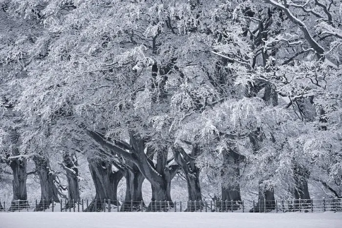 Framed Print : Black and White Image of Snow on Trees in Winter Framed Print : Black and White Image of Snow on Trees in Winter