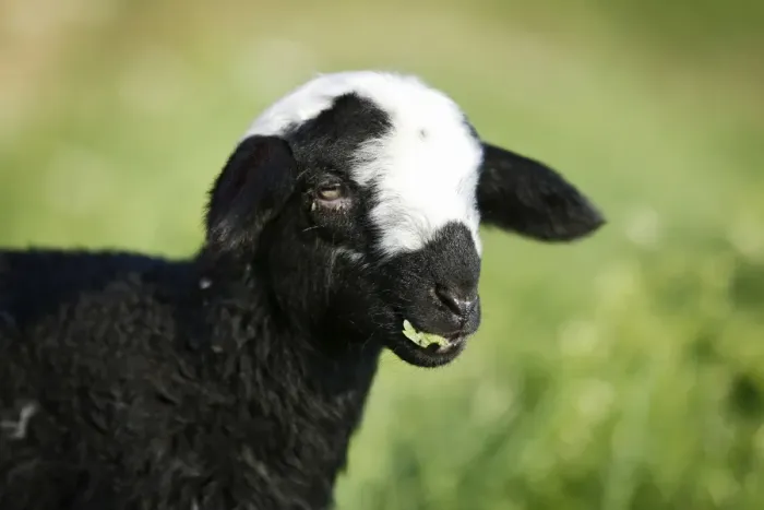 Framed Print : Black and white lamb grazing in a meadow, portrait Framed Print : Black and white lamb grazing in a meadow, portrait