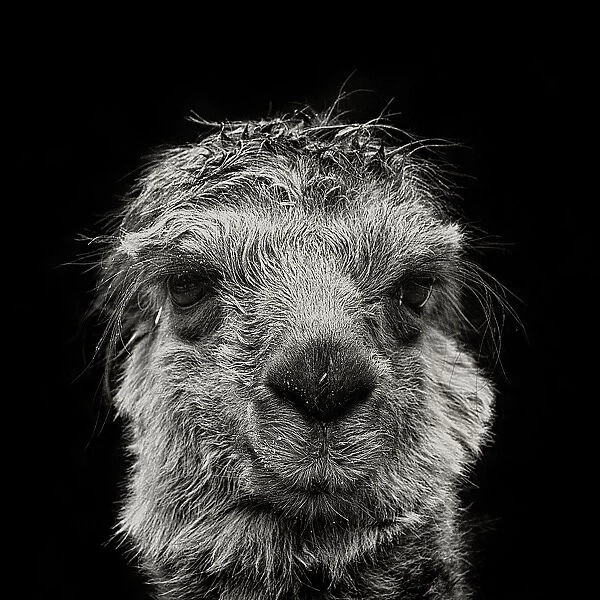 Llama. A black and white portrait of lama on black background in square format