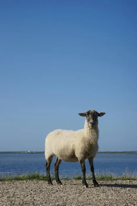 Framed Print : Black and white sheep on the dyke, Rantum-Becken, bay, Sylt, Rantum, Sylt, North Frisia, Schleswig-Holstein, Germany Framed Print : Black and white sheep on the dyke, Rantum-Becken, bay, Sylt, Rantum, Sylt, North Frisia, Schleswig-Holstein, Germany