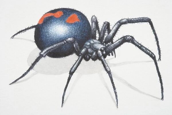 Black Widow Spider (Latrodectus spp. ), large spider notorious for its neurotoxic venom
