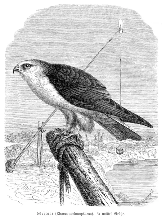 Framed Print : Black-winged kite engraving 1892 Framed Print : Black-winged kite engraving 1892