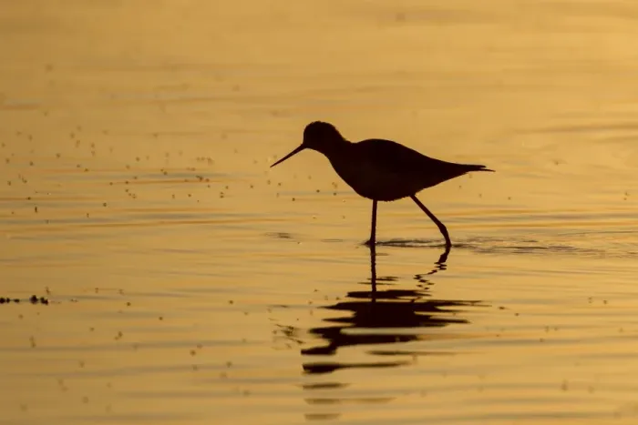 Framed Print : Black-winged stilt -Himantopus himantopus-, Etosha National Park, Namibia, Africa Framed Print : Black-winged stilt -Himantopus himantopus-, Etosha National Park, Namibia, Africa