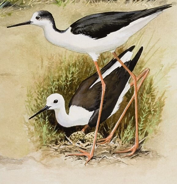 Black-winged stilt (Himantopus himantopus), male and female, looking after eggs in nest