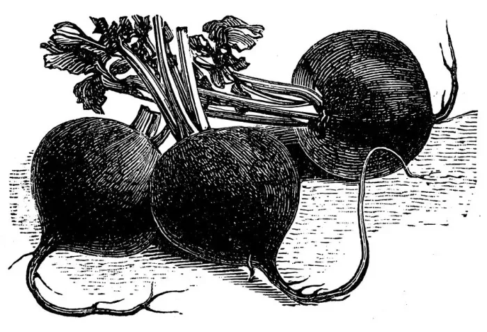 Framed Print : Black winter radish Framed Print : Black winter radish