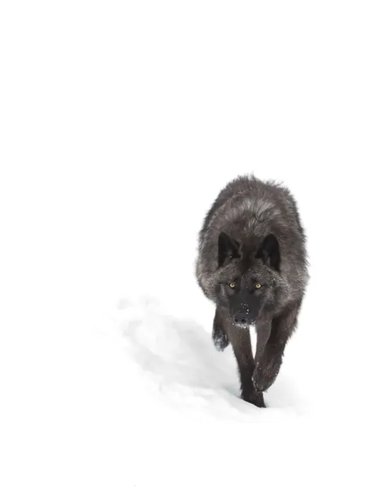Framed Print : Black Wolf in winter Framed Print : Black Wolf in winter