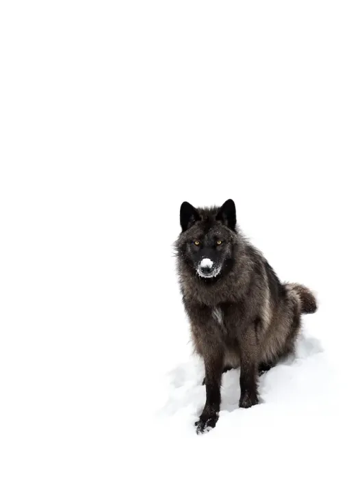 Framed Print : Black Wolf in winter Framed Print : Black Wolf in winter