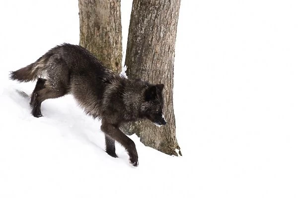 Black Wolf in winter