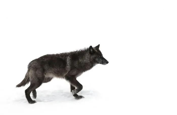 Framed Print : Black Wolf in winter Framed Print : Black Wolf in winter