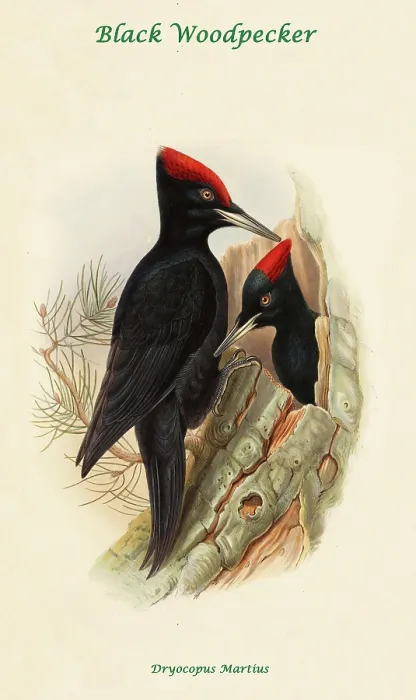 Framed Print : Black Woodpecker Framed Print : Black Woodpecker