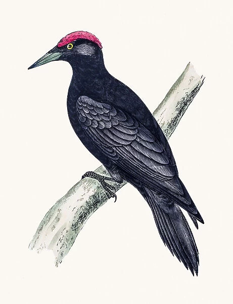 Black Woodpecker bird
