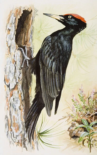Black woodpecker (Dryocopus martius), perching on trees bark