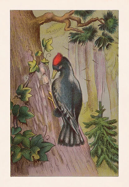 Black woodpecker (Dryocopus martius), chromolithograph, published in 1888