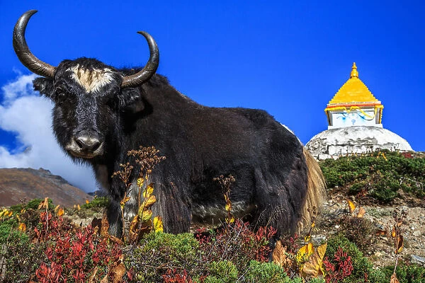 Black Yak, Dingboche, Khumbu, Nepal