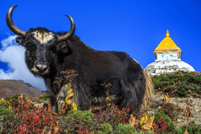 Framed Print : Black Yak, Dingboche, Khumbu, Nepal